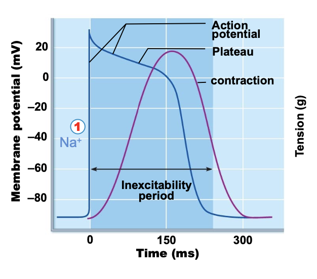 <p>voltage-gated sodium channels open via voltage change and sodium enters the cell reversing membrane potential which causes sodium channels to inactivate.</p>