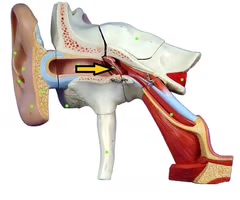<p>tympanic membrane</p>