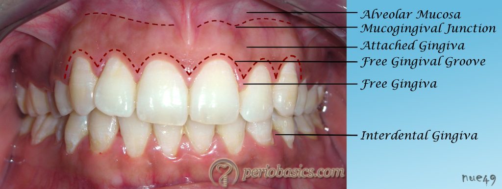 <p>Zones of gingiva</p>