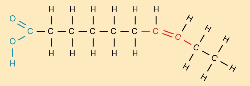 <p>These fatty acids are unable to pack together tightly, have one or more double carbon bonds and are kinked at that bond</p><ul><li><p>Diet high in this lowers risk of heart disease</p></li><li><p>liquid at room temperature</p></li><li><p>mainly from plants</p></li></ul><p></p>