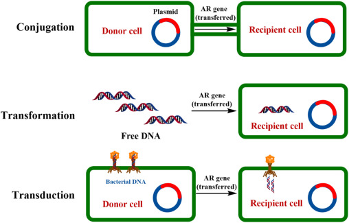 <p><strong>Transformation</strong> (environment) = take naked dna fragments from environment e.g. dead bacteria</p><p><strong>Transduction</strong> (viruses) = A phage picks up and package bacterial DNA and injects into host (another bacterium)</p><p><strong>Conjugation</strong> (direct contact) = Using a pilus (tube) to pass a plasmid (small, circular DNA) directly to another</p>