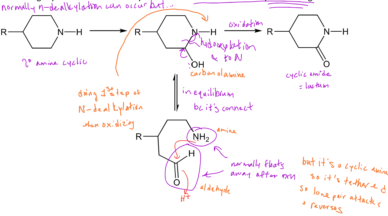 <p>Cyclic amines can still undergo N-dealkylation with hydroxylation followed by fragmentation to break the ring </p><p>-Because they're in a ring system, what can also happen is that the hydroxylated ring can undergo further oxidation, with the nitrogen attacking the carbonyl to form a <em>cyclic amide</em></p>