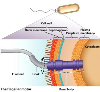 <ul><li><p>Filament of multiple flagellin proteins</p></li><li><p>Hook protein portion connects filament to the basal body</p></li><li><p>Basal bodies are disk-like structures that turn filaments like a propeller</p></li></ul><p></p>