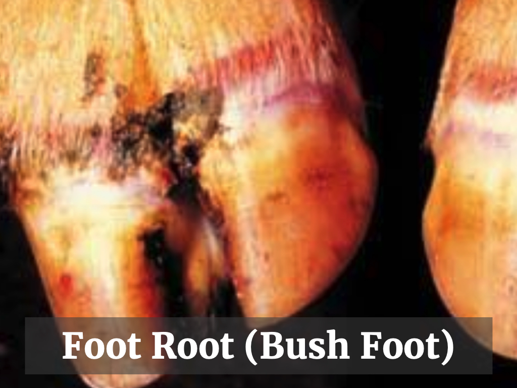 <ol><li><p>Bush foot (infection through sole or claw penetration)</p></li><li><p>Foot rot (infection progressing to soft tissue between claws)</p></li></ol><p></p>