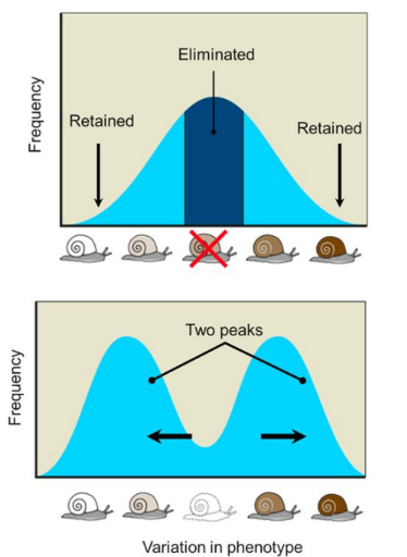 <p>Individuals at both extremes of a phenotypic range are favoured over intermediate variants (two peaks).</p><ul><li><p>Disruptive selection may occur when environmental conditions are varied or when the environmental range of an organism is large.</p><ul><li><p>This can lead to speciation.</p></li></ul></li></ul>