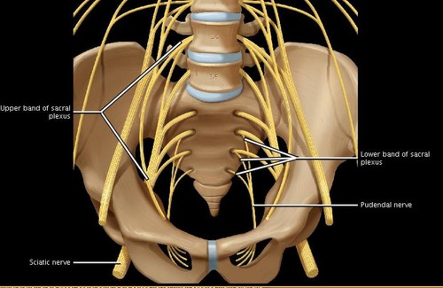 <p>what nerve plays a critical role in controlling when we pee/poop</p>