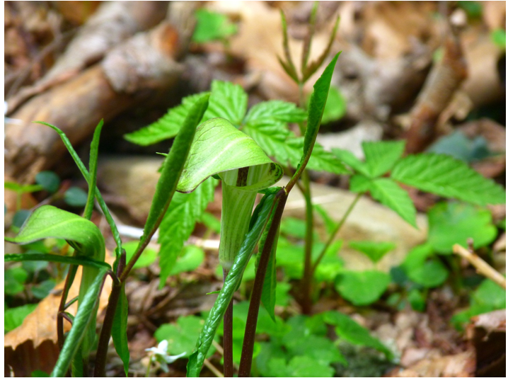 <p>Jack in a Pulpit</p>