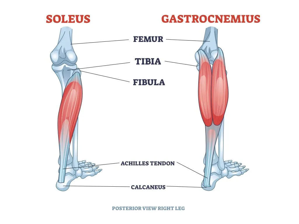 <p>A muscle that flexes the leg and plantar flexes the foot, located at the back of the lower leg (calf).</p>