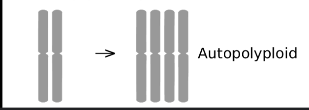 <p>Individuals produce when a mutation results in a doubling of the chromosome number </p><ul><li><p>chromosomes are all from the same species</p></li></ul><p></p>