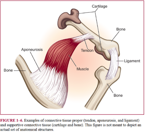 <ul><li><p>dense connective tissue</p></li><li><p>characterized as tough non elastic </p></li><li><p>muscle to bone </p></li></ul><p></p>