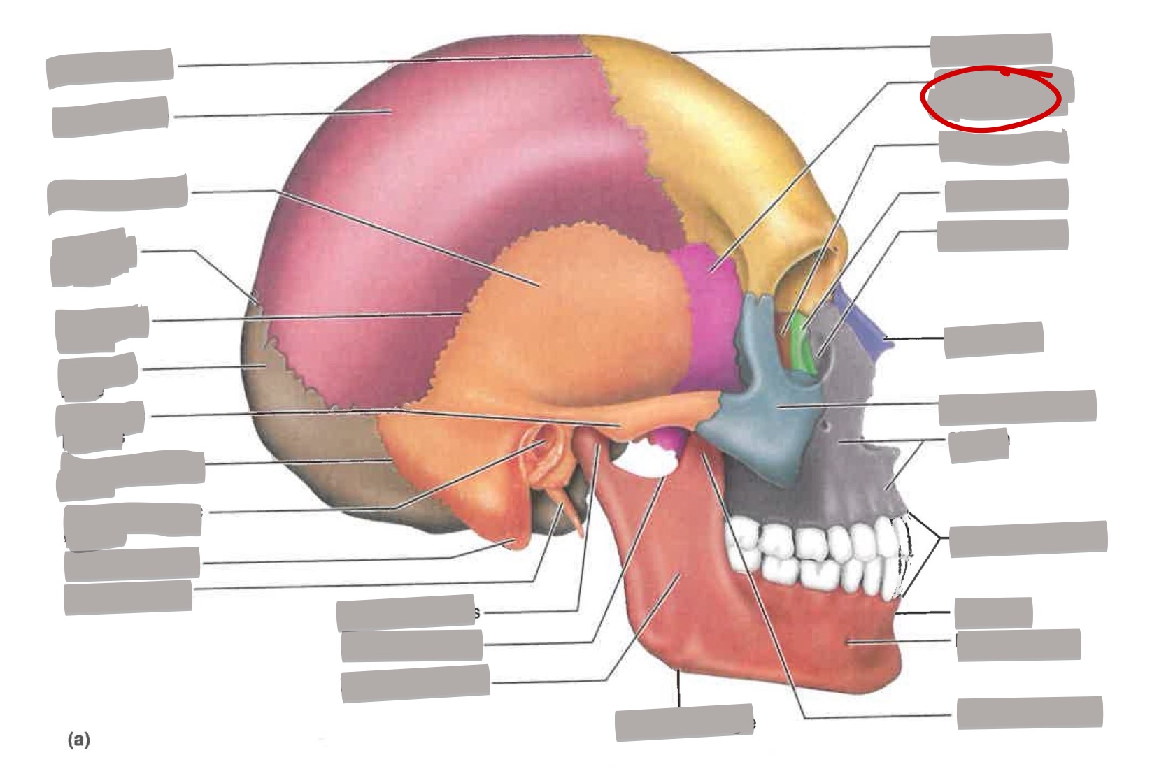 term image