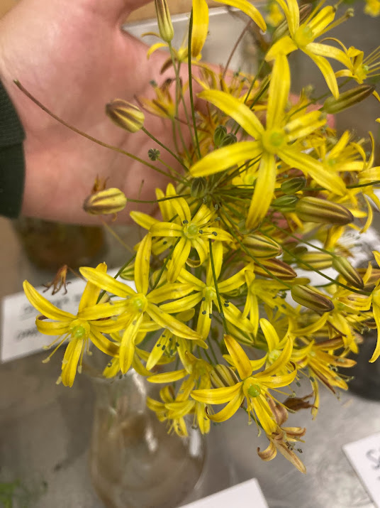 <p>Geophyte</p><p>Flowers in umbel</p><p>Yellow</p><p>Dark stripe on underside</p>