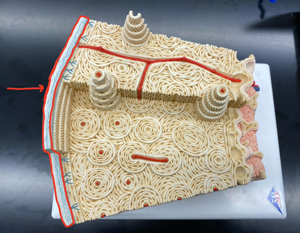 <p>Identify the name of this structure</p>