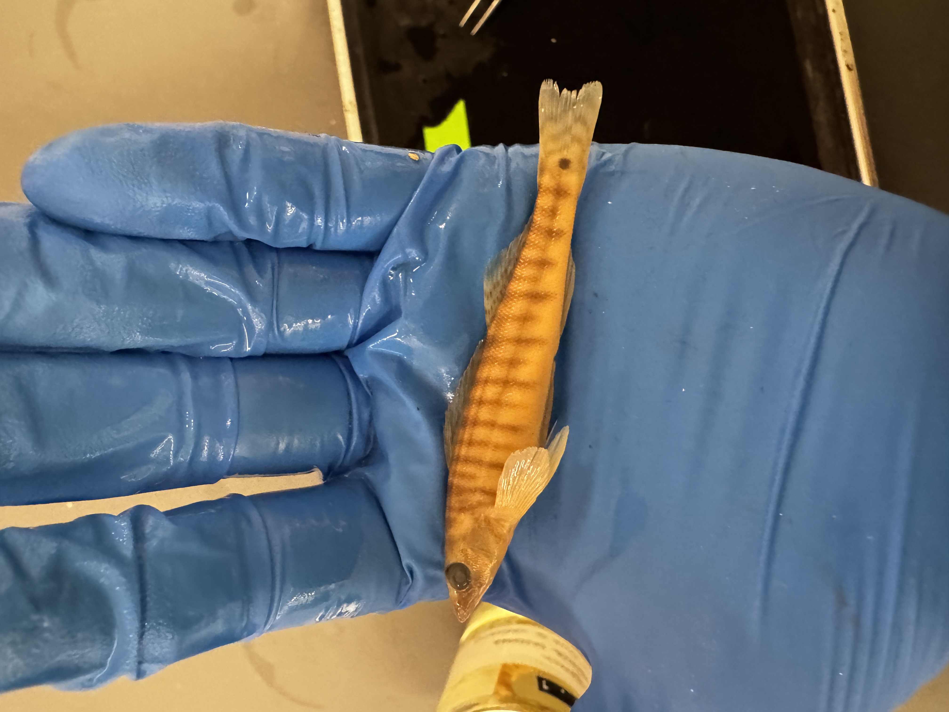 <p>Family:</p><p>Species:</p><p>Scientific:</p>