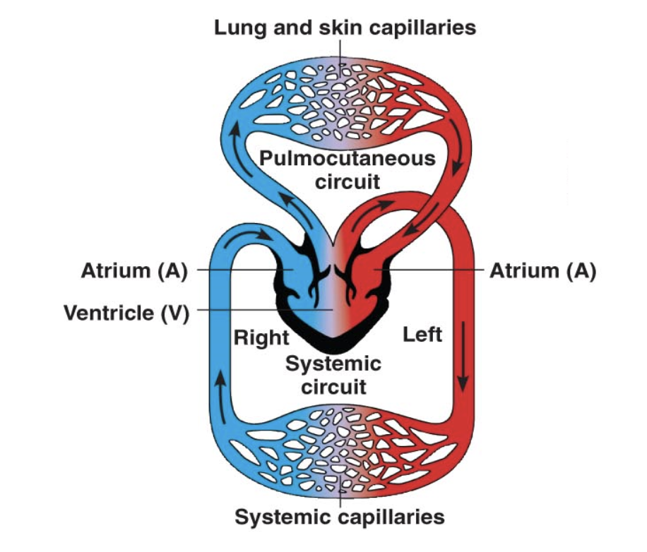 <ul><li><p>3 chambered heart (2 atrium, 1 ventricle)</p></li><li><p>blood oxygenated in lungs and skin</p></li><li><p>double circuit circulation</p></li><li><p>PRO: blood under higher pressure </p><ul><li><p>CON: blood is mixed</p></li></ul></li></ul><p></p>