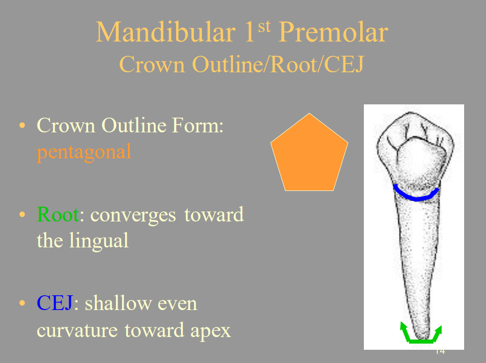 <p>C. Shallow And Even</p>