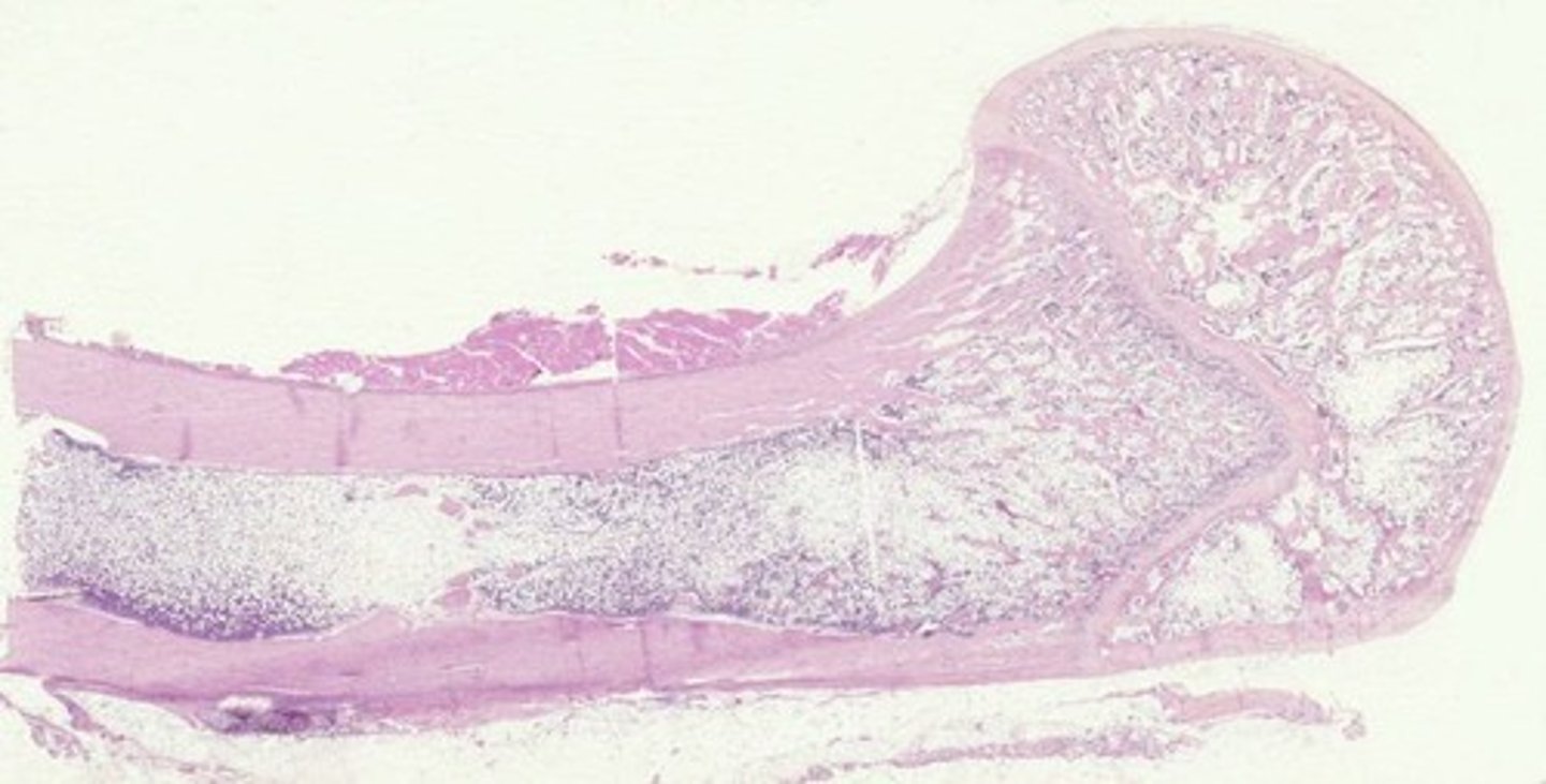 <p>Stains nuclei purple in histological samples.</p>