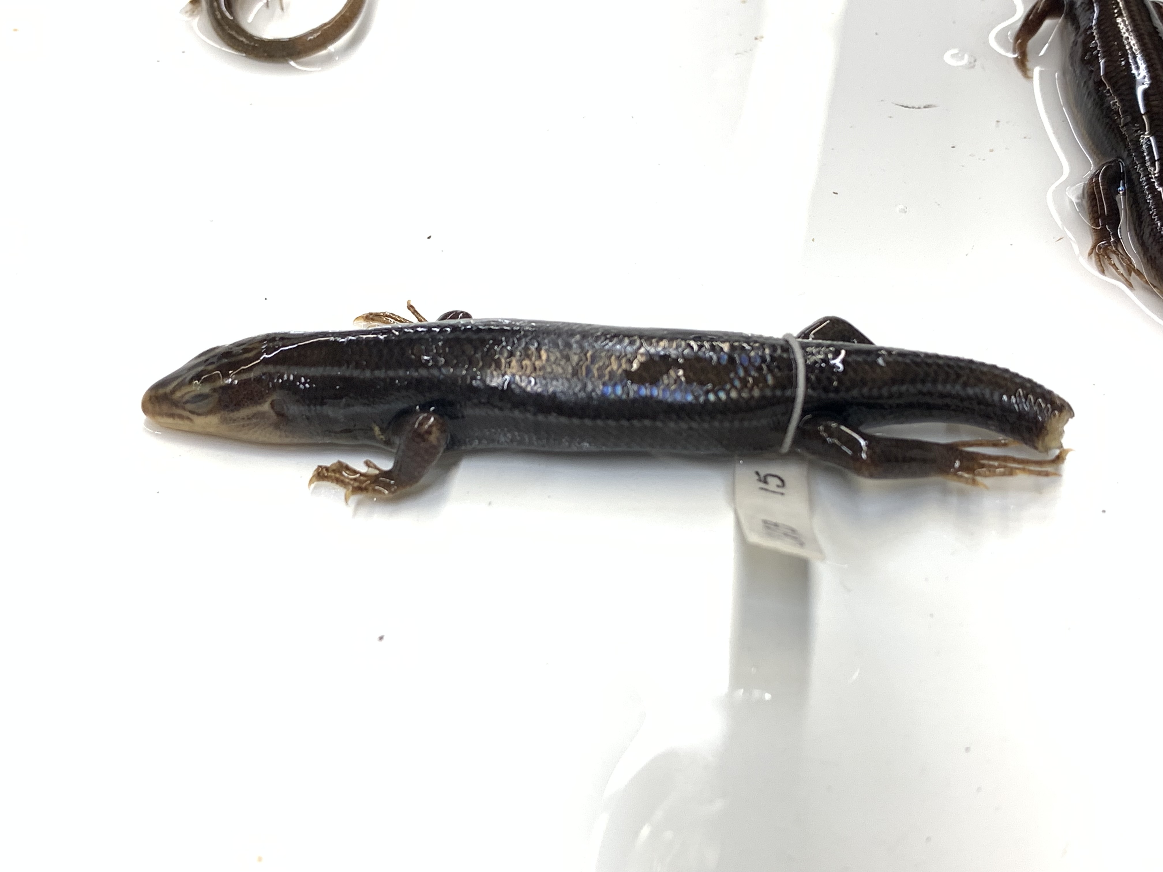 Clade, Family, Genus sp. 