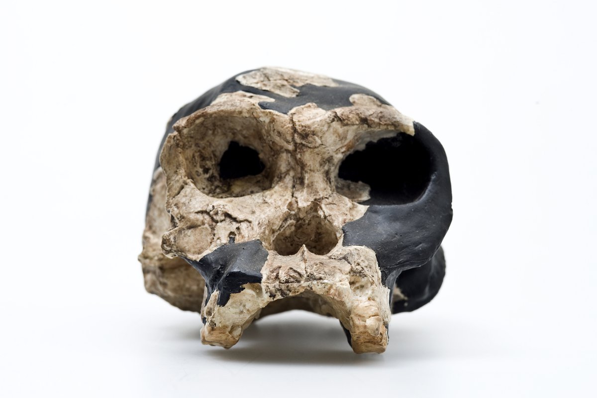 <p><em>Homo habilis </em>“handy man”</p>