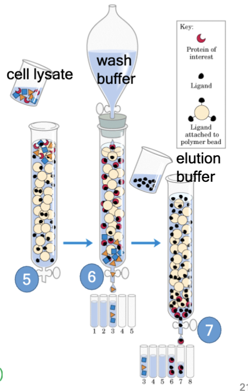 <p>Seeking proteins in cytoplasm that bind f-actin</p><p>To set up your column:</p><ol><li><p>purify f-actin and stabilize with phalloidin</p></li><li><p>add a biotin group to f-actin (covalently modify)</p></li><li><p>bind F-actin to streptavidin and form strong (!!!!) non-covalent bonds</p></li><li><p>“pack the column” - place beads into the glass column that retains the beads but passes solutions</p></li><li><p>pour cell lysate through the column; critical “ocean to fish in” - whatever in lysate that likes to bind to actin binds</p></li><li><p>Wash the column with wash buffer that elutes non-binding proteins</p></li><li><p>Elute "hypothetical" proteins from the column - use a buffer that disrupts protein-protein interactions.</p></li></ol><p>Then, ASSAY your proteins! (immunofluorescence, reporter, pyrene actin, TIRF, etc)</p>