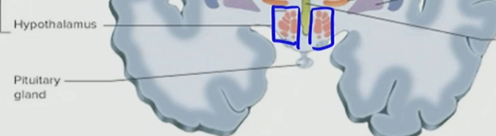 <p>Hypothalamus </p>