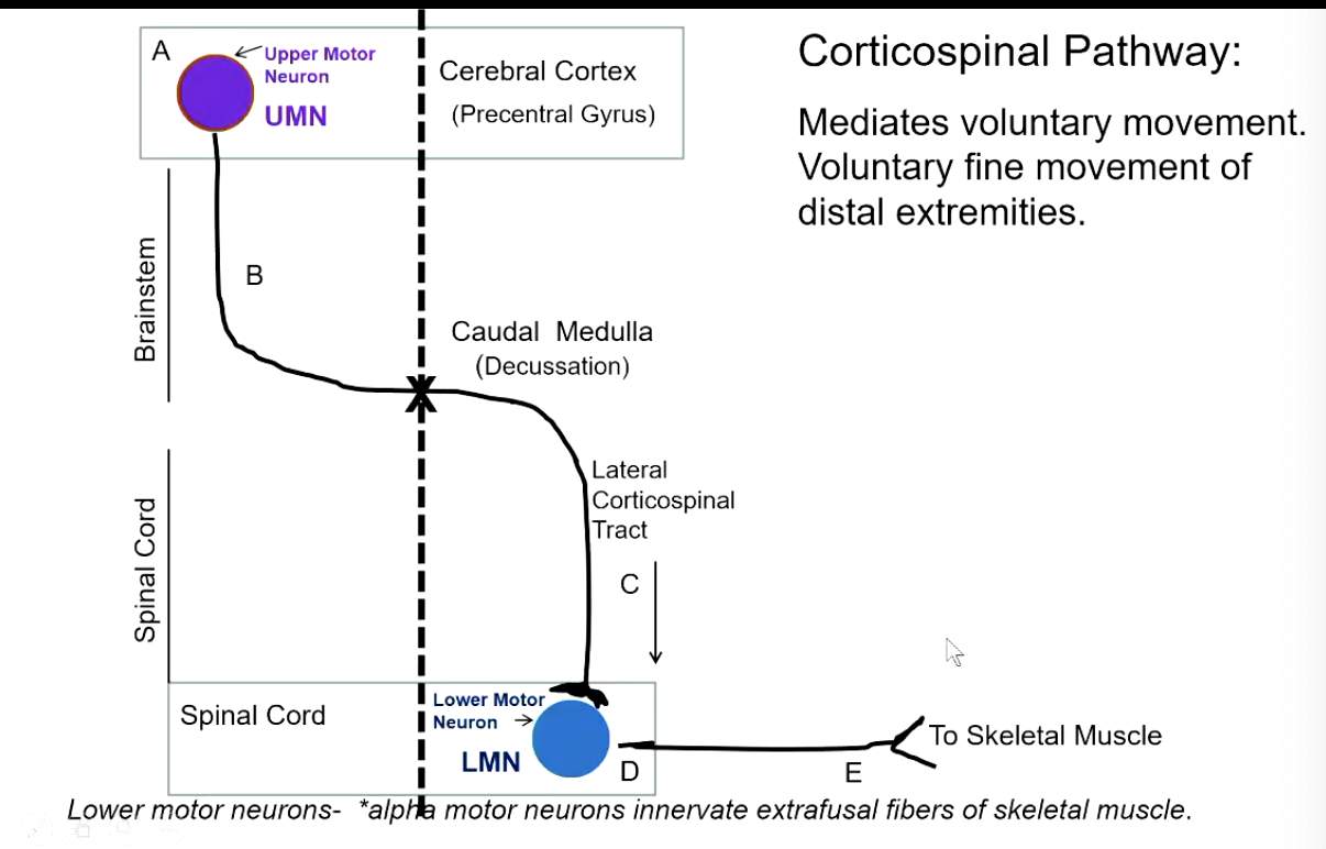 <p>ipsilateral</p>