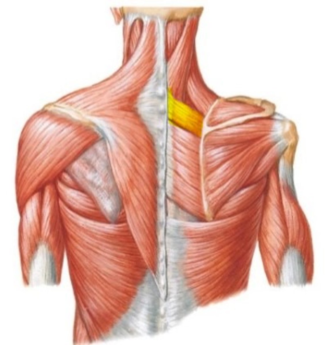 <p>Adduct, elevate, and downwardly rotate the scapula</p>