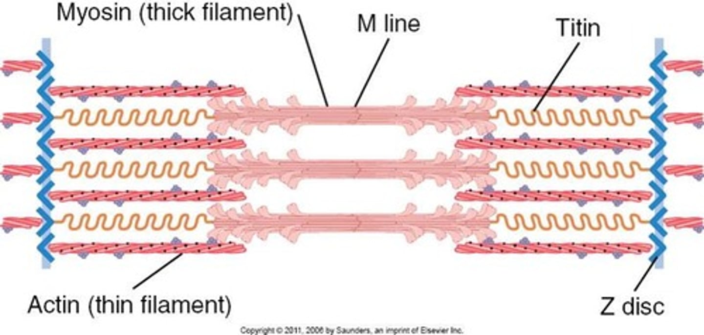 <p>spring shaped</p><p>elastic component of muscle</p>