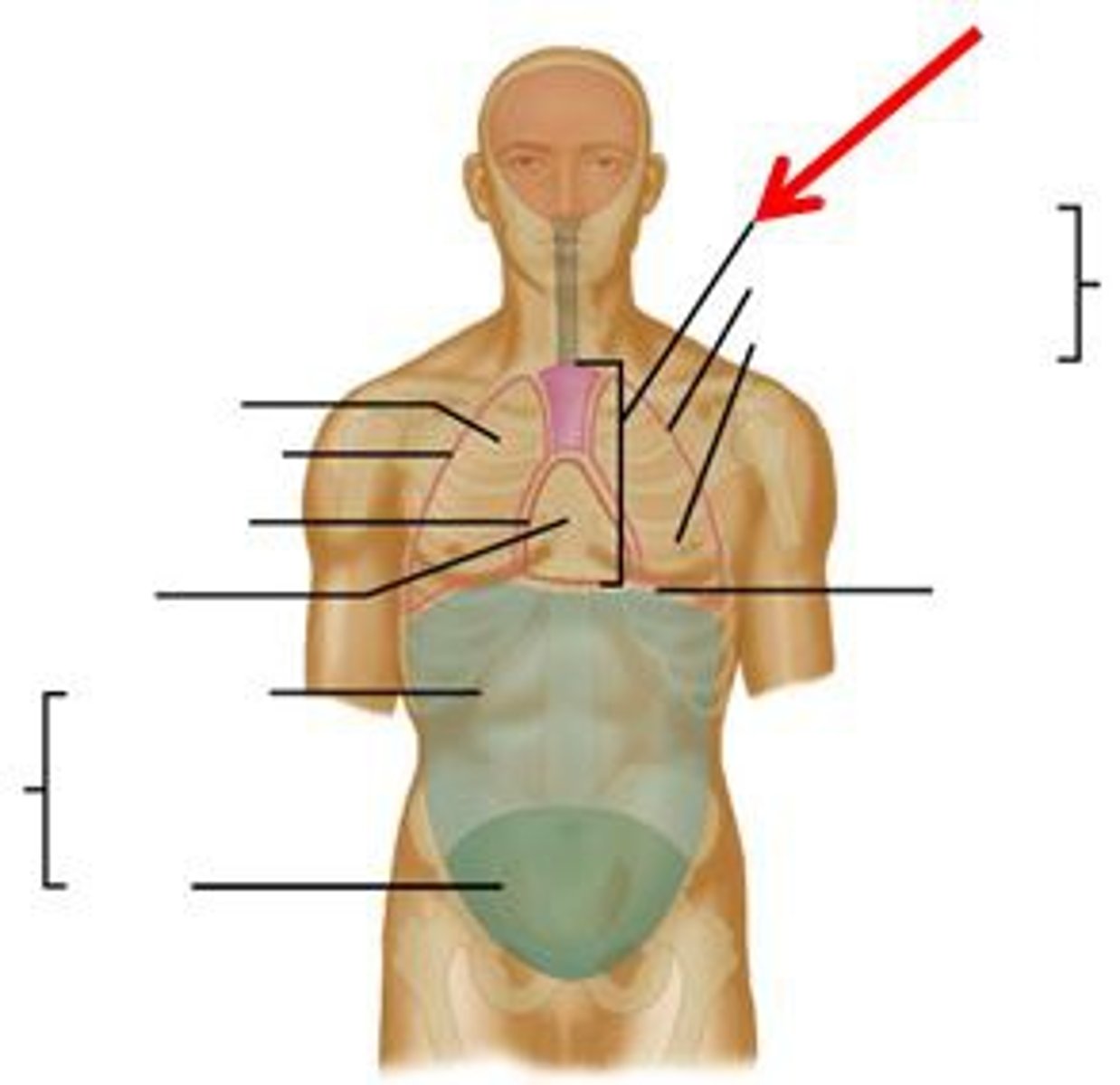 <p>a thick median wall dividing the thoracic cavity. This is the region between the lungs, extending from the base of the neck to the diaphragm</p><p>It is occupied by the heart, the major blood vessels connected to it, the esophagus, the trachea and bronchi, and a gland called the thymus</p>