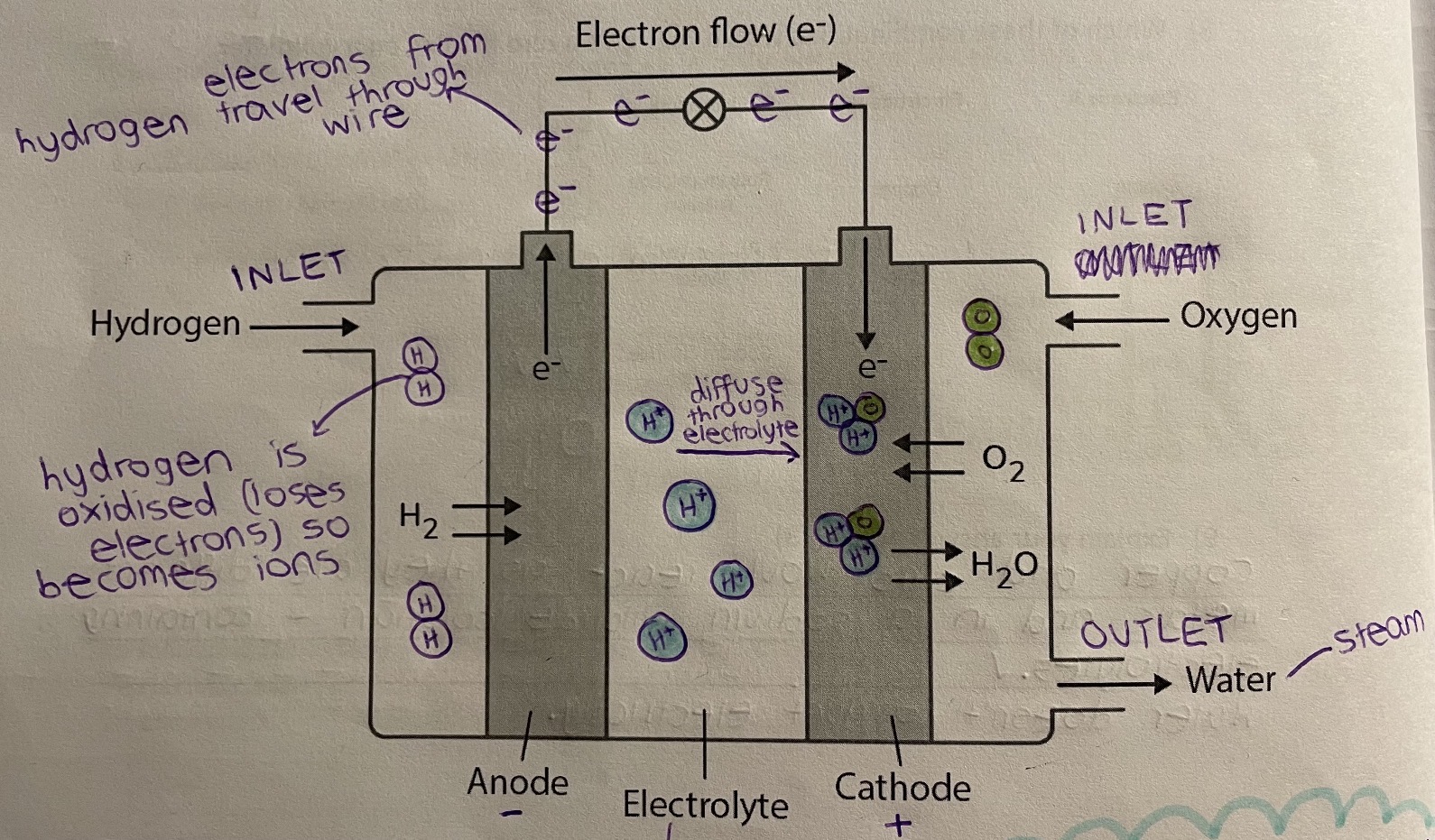 <p>Hydrogen enters, then is oxidised (loses electrons) in the anode (-). The flow of electrons from the hydrogen generates electricity. The hydrogen ions (+) then diffuse through an electrolyte to the cathode (+), where they join with oxygen atoms to form water molecules.</p>