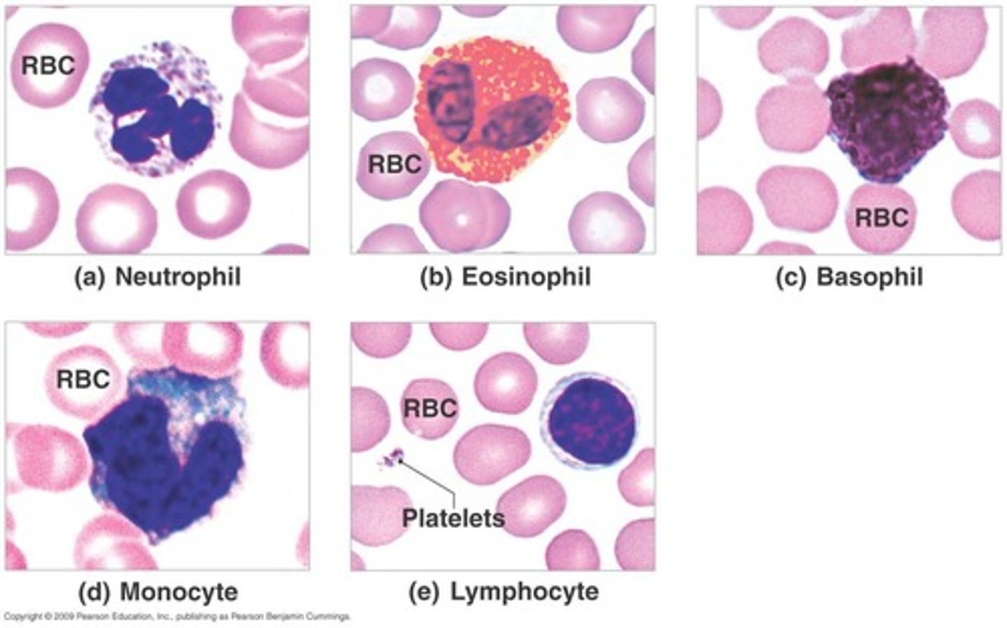 <p>Granular leukocytes and agranular leukocytes.</p>