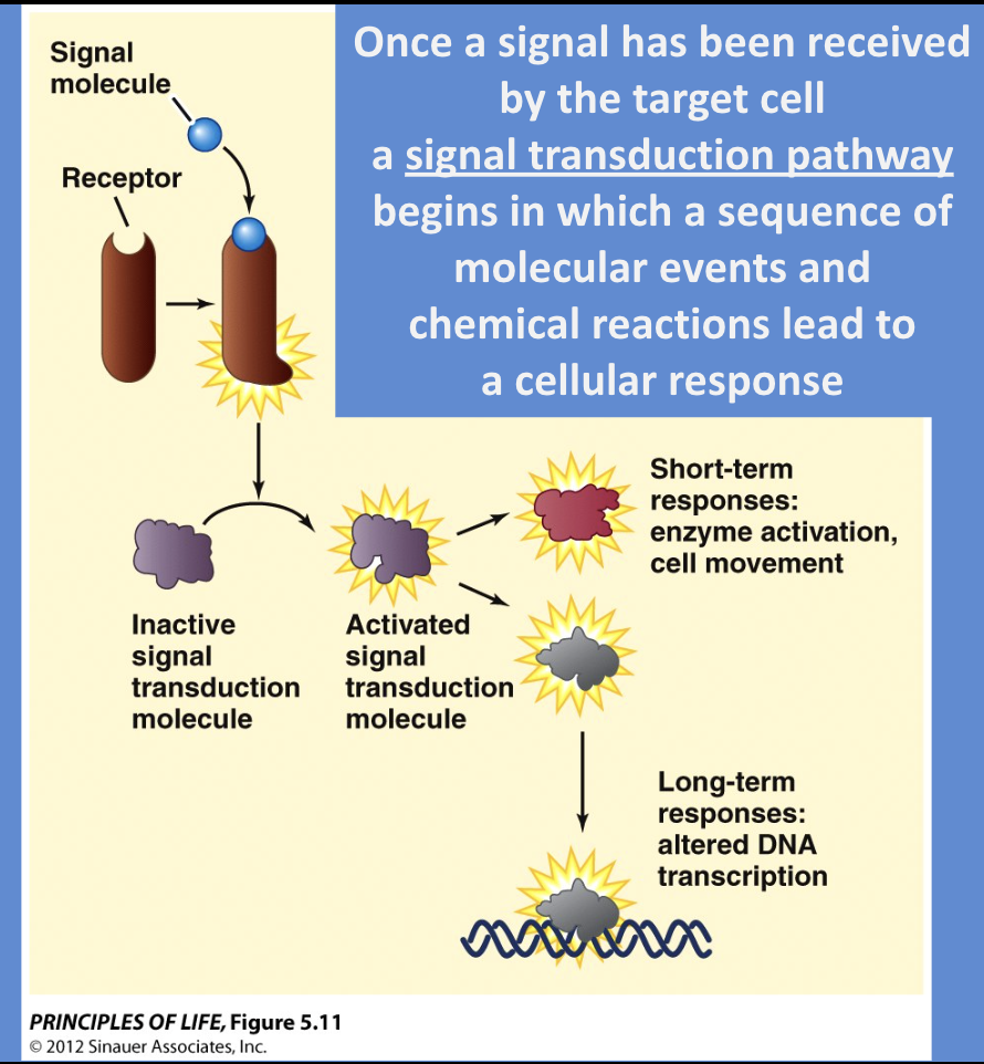 <ul><li><p>using chemical signals (proteins or molecules produced by a sending cell) that are often secreted from the cell and released to the extracellular space, floating to neighboring cells</p></li><li><p>The signal binds to a target cell, which has to have the right receptor for the specific signal</p></li></ul><p></p><ol><li><p>signal binds to receptor (reception) </p></li><li><p>receptor changes  →  signal transduction pathway begins, in which a sequence of molecular events and chemical reactions leads to a response, receptor changes, and causes a chain of reactions </p><ol><li><p>During this, a message carried by a ligand is often relayed through messengers in the cell</p></li></ol></li><li><p>Cellular Response</p></li></ol><p></p>