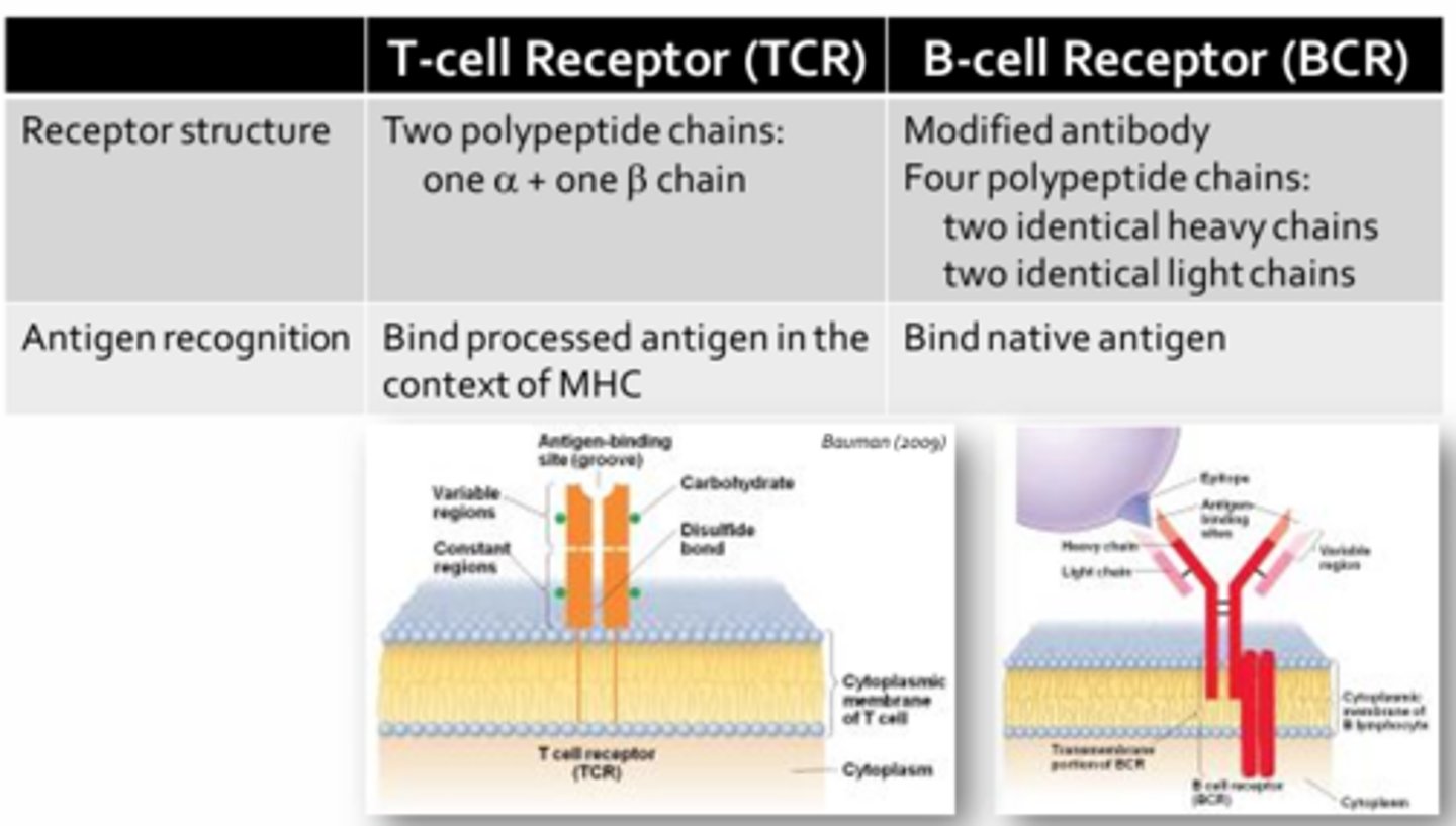 <p>- Both T-cell and B-cell receptors are specific for only one antigen or pathogenic determinant (due to the fact that all the T-cell and B-cell receptors on a given T or B cell are identical) </p><p>- T-cells can only recognize antigens that have first been processed by specialized immune cells (i.e. antigen presenting cells = APCs)</p><p>- B-cells are capable of recognizing unprocessed or native antigens (no need for APCs before B-cells can become activated)</p><p>- The cells of the adaptive immune system must produce an astounding number of unique T-cell and B-cell receptors in order to confer protect over a trillion potential pathogenic determinants</p>