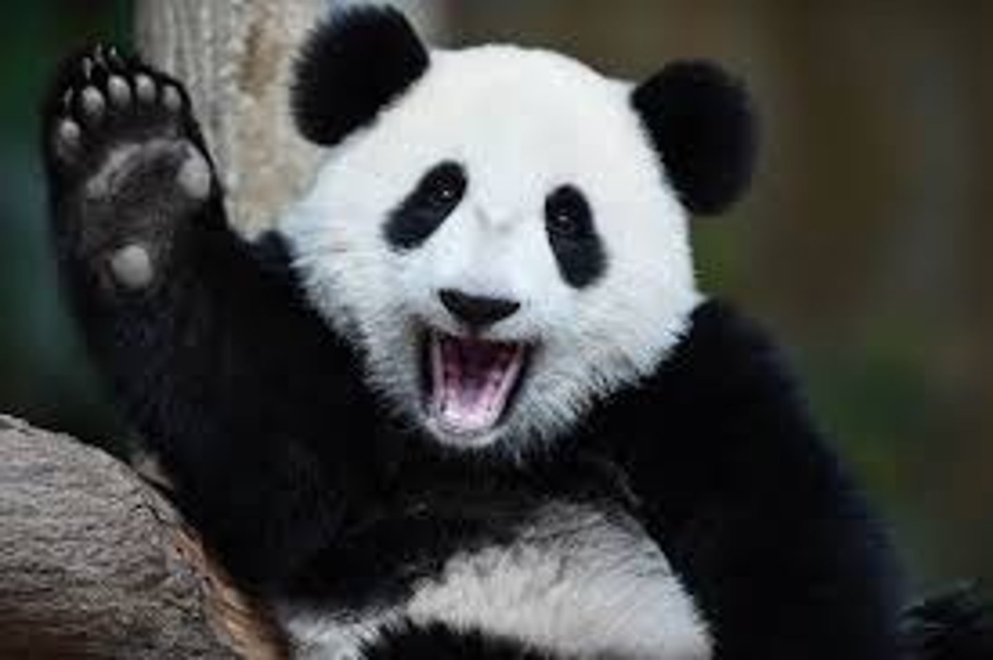 <p>giant panda</p>