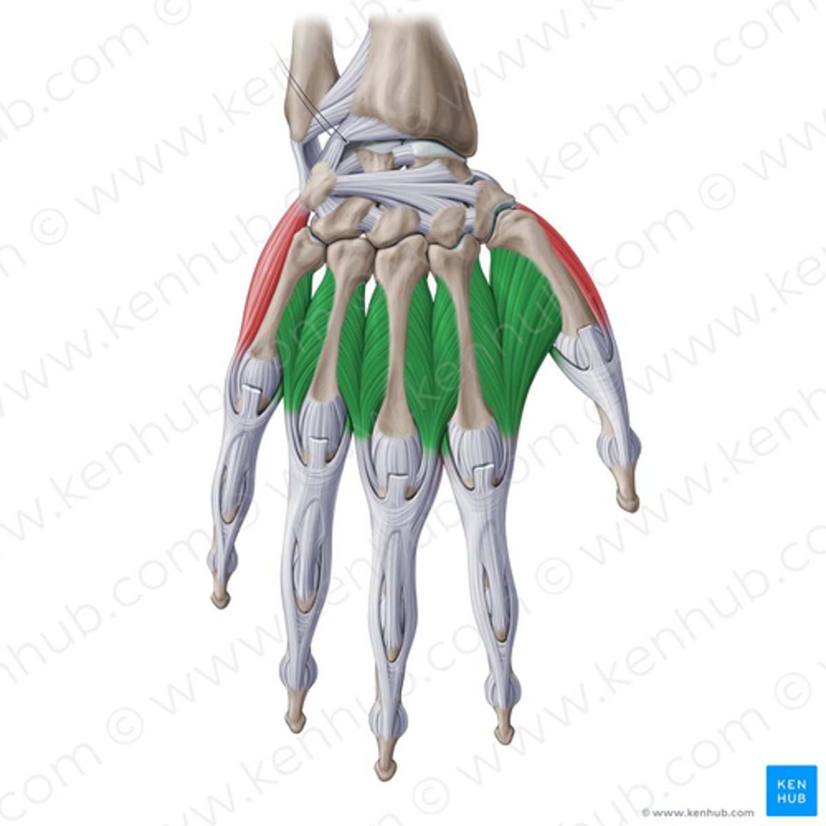 <p>abduct the middle three fingers</p><p>middle finger can abduct laterally or medially</p>