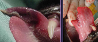 <ul><li><p><span style="color: rgb(136, 136, 136);"><strong>Et: </strong></span><span>melanoma (rare), SCC (rare), FB, burns, lacerations</span></p></li><li><p><span style="color: rgb(136, 136, 136);"><strong>Tx:</strong></span><span><strong> </strong>Sut, <u>second intention healing</u>, glossectomy&nbsp;</span></p><ul><li><p><span><strong><u>dogs tolerate 75% removal of tongue, cats do NOT tolerate near-total</u></strong></span></p></li></ul></li></ul><p></p>