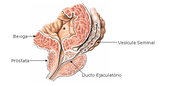 el conducto deferente se une con el conducto vesicular para formar ___________. 