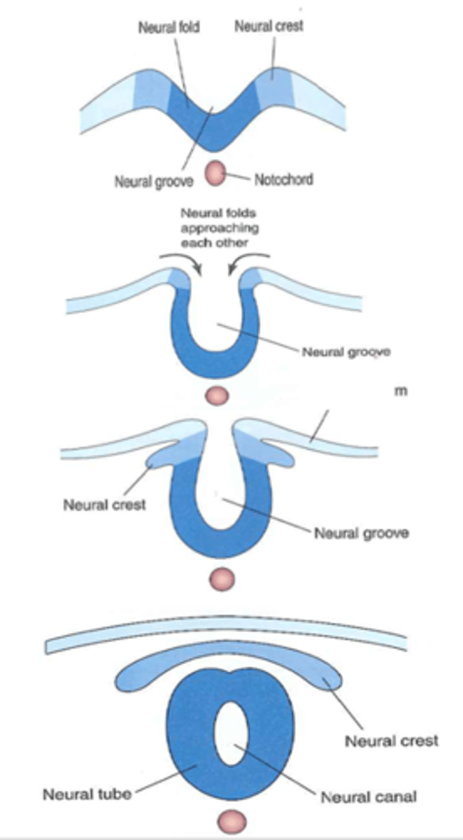 <p>Signals from the notochord trigger reorganization of the dorsal ectodermal cells leading the neural tube formation <br>-neural folds approach each other forming the neural groove<br>-neural crest forms<br>-neural tube with a canal breaks off of neural crest</p>