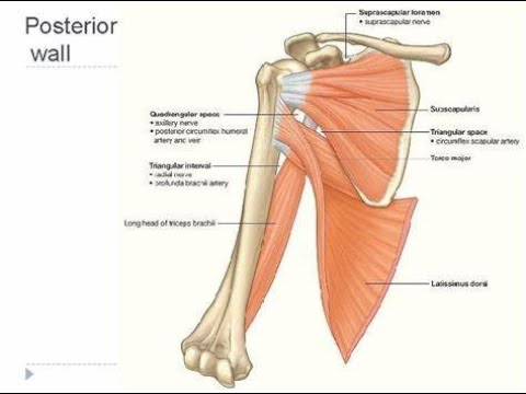 <p>axilla posterior wall muscles </p>