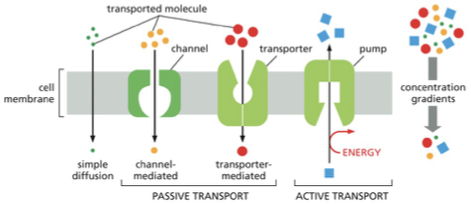 <p><strong>Passive Transport ( [high] to [low]) (downhill) </strong></p><p>The spontaneous movement of a solute down its concentration gradient across a cell membrane via a membrane transport protein, <u>such as a channel or transporter </u></p><ul><li><p>w/ out needing NRG </p></li></ul><p><strong>Active transport ( [low] to [high]) (uphill)</strong></p><p>movement of solute against its electrochemical gradients; requires an input of NRG, such as the nrg provided by ATP hydrolysis. </p><ul><li><p>couples the transport to some other process that provides an input of energy</p></li><li><p><u>Carried out by pumps </u>(harness an NRG source such as hydrolysis of ATP to power the transport process) </p></li></ul><p></p>