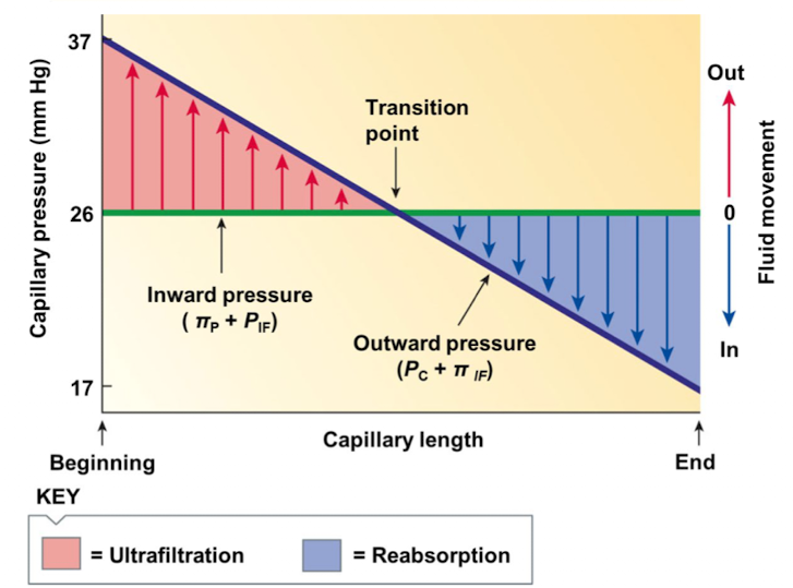 <p>the inward pressure (P<sub>IF</sub> + π<sub>p</sub>) remains constant throughout the length of the capillary whereas the outwards pressure (P<sub>c</sub> + π<sub>IF</sub>) progressively declines throughout the capillary’s length</p>