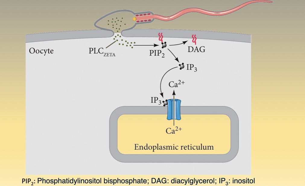 <p>What happens during the fusion of genetic material and activation of the egg?</p>