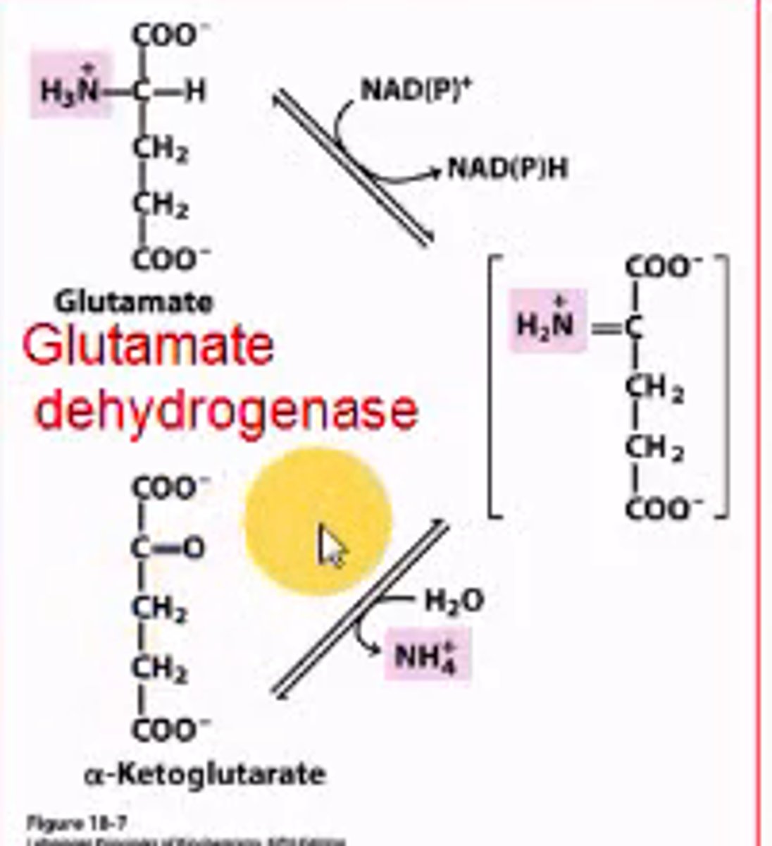 <p>glutamate dehydrogenase;</p><p>alpha-ketoglutarate</p>