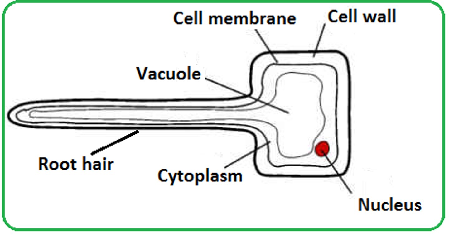 <p>large surface area and thin walls to absorb water and minerals</p>