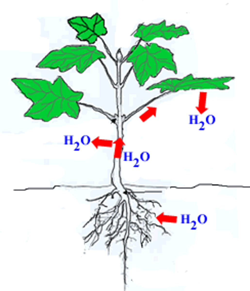 <p>draws up a column of water molecules through the xylem, held together by cohesion caused by the loss of water through the leaf (water moves up by cohesion and adhesion)</p>