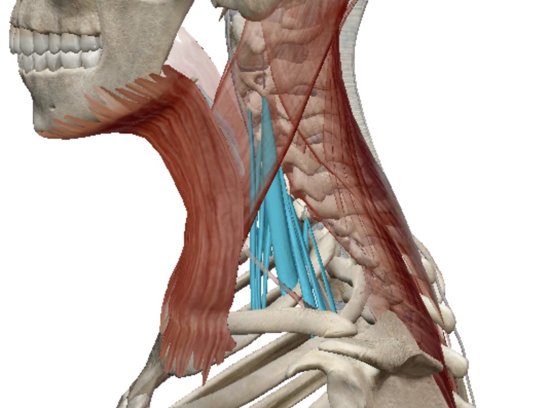 <p>Identify this muscle</p>