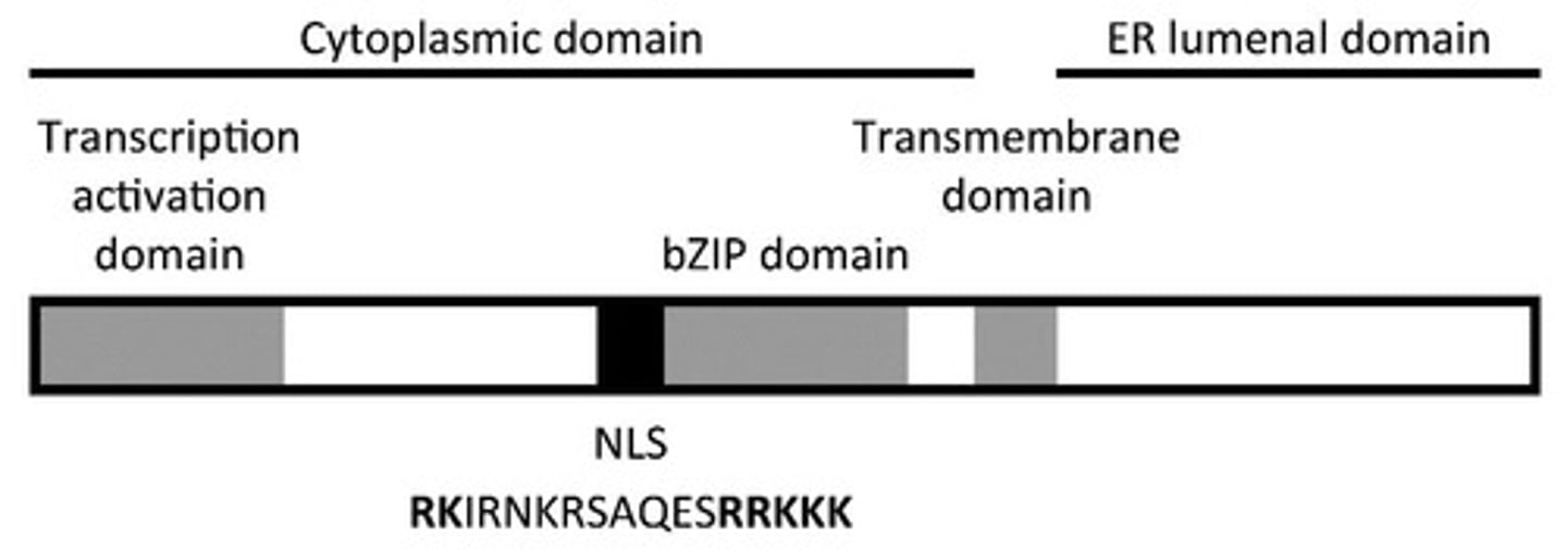 <p>The bZIP domain allows ATF6 to bind to UPR elements in the promoter regions of target genes, promoting their transcription.</p>