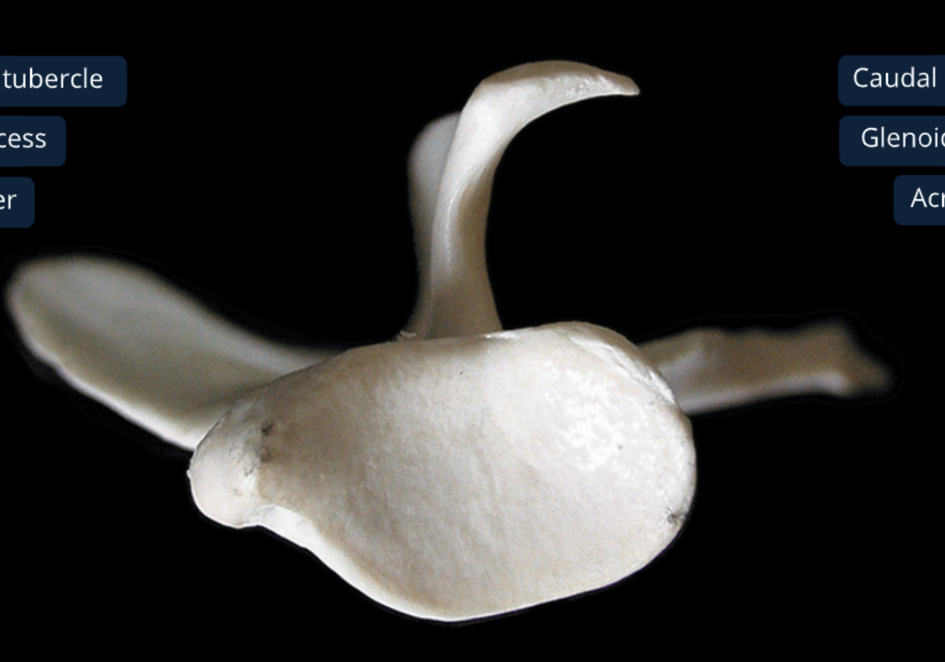 <ol><li><p>glenoid cavity: shallow joint surf where head of humerus sits</p></li><li><p>supragleniod tubercle: toward cranial side of scapula&nbsp;</p></li></ol><p></p>