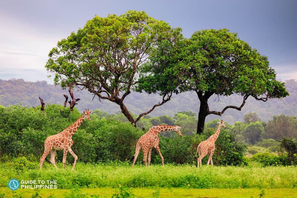 <p><span style="color: #000000">This 3,700 hectares game preserve and wildlife sanctuary is inhabited by African wildlife.</span></p>