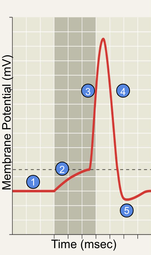 <ol><li><p>Nerve signals are electrical in nature</p></li></ol><p>b) Describe the events that occur along an axon when a nerve ‘fires’ using a labelled diagram of an action potential (5+ marks)</p>